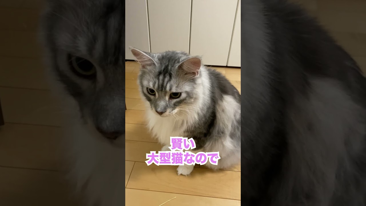侵入者？何者かの気配にうろたえる大型猫#メインクーン#shorts