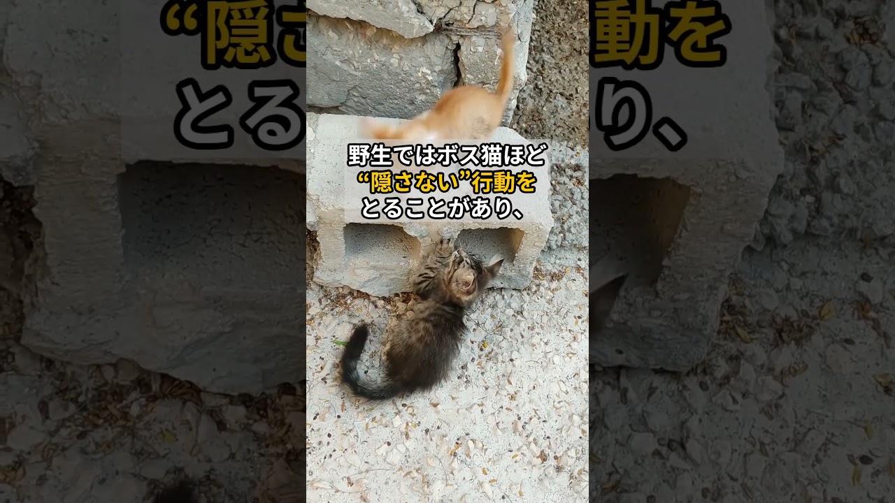 猫のトイレの砂かけ、実は社会性の現れだった？#おすすめ #猫のいる暮らし #ねこたんの解説 #猫の不思議 #猫雑学 #cats #猫のいる生活 #ネコ #猫好きさんと繋がりたい #cat