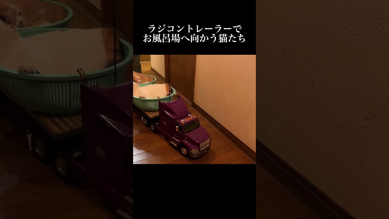 ラジコントレーラーでお風呂場に向かう猫たち #猫 #子猫 #子ネコ #こねこ