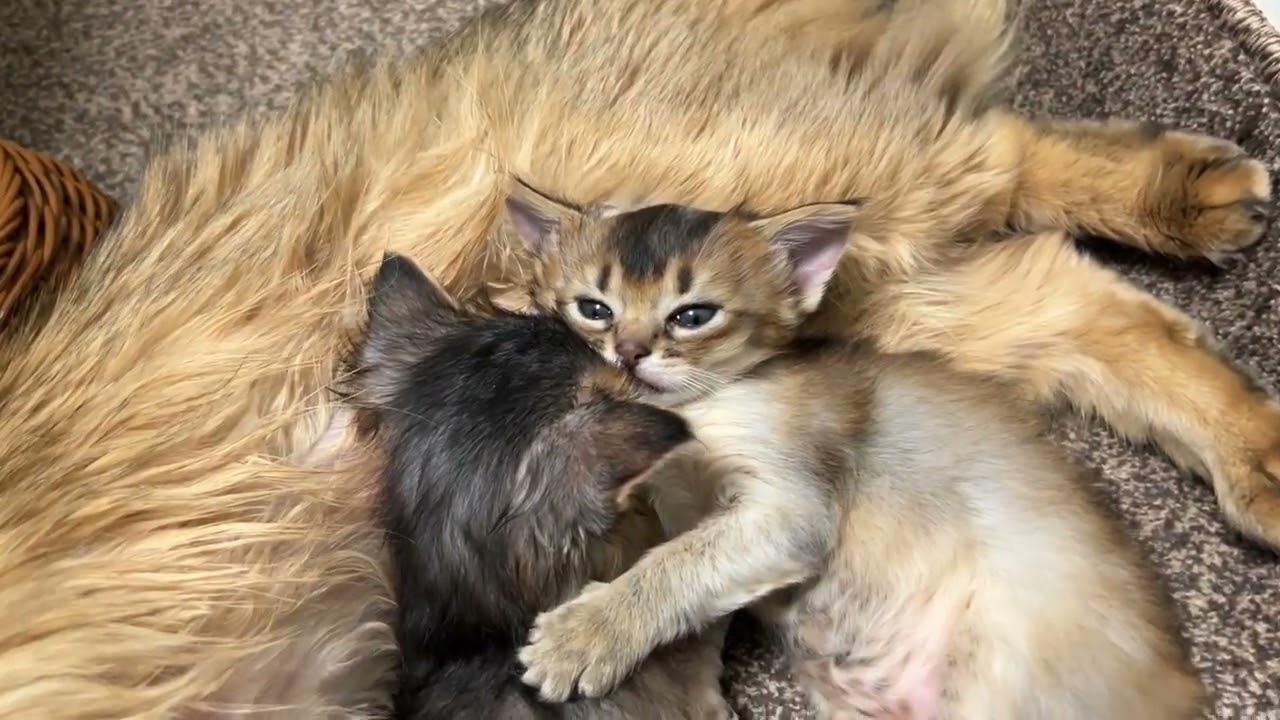 まだご飯は食べない〜生後25日〜 ソマリの仔猫