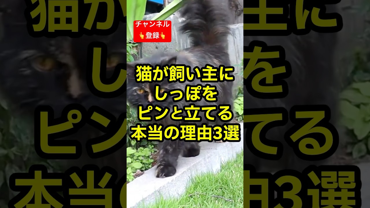 猫が飼い主にしっぽをピンと立てる本当の理由3選 #shorts #雑学 #豆知識 #猫 #猫好き #cat #猫動画