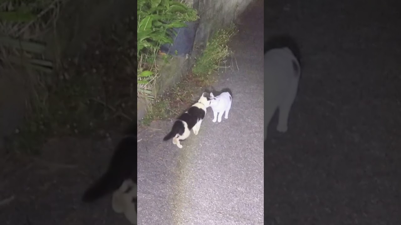 ゆきちゃん、意外と悪い子！？実は向こう気がとっても強い番長、誰よりもチビッ子なのにね！│熱海│伊豆│保護猫│家猫│野良猫│ジャパニーズボブテイル│日本猫│三毛猫│猫のいる生活