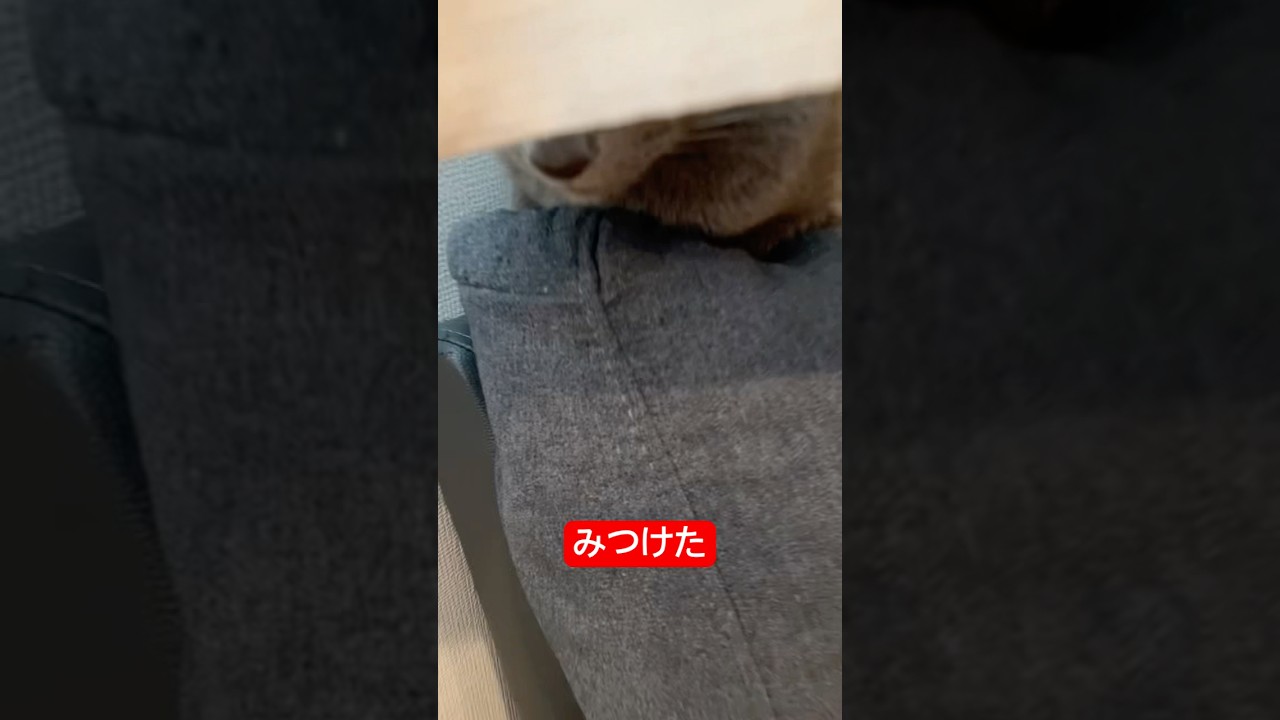 確かに隠れられてる猫#ロシアンブルー #猫 #cat