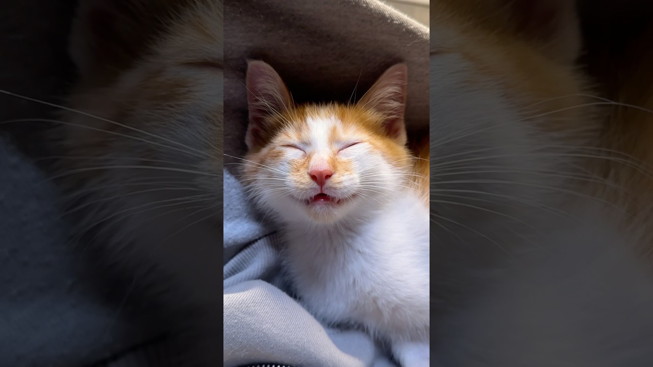 寝顔が可愛すぎる子猫  #猫 #cat  #shorts