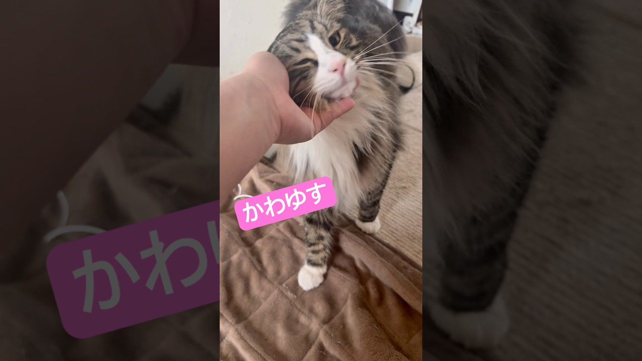 他の子を撫でてるとやってくる白い奴…🐱#猫 #メインクーン #ペルシャ