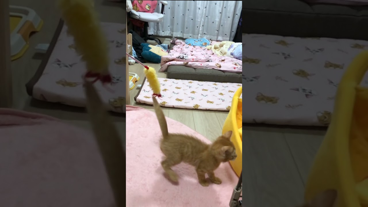 【え？そっち？】#むぎほ #ひーくん #子猫 #保護猫