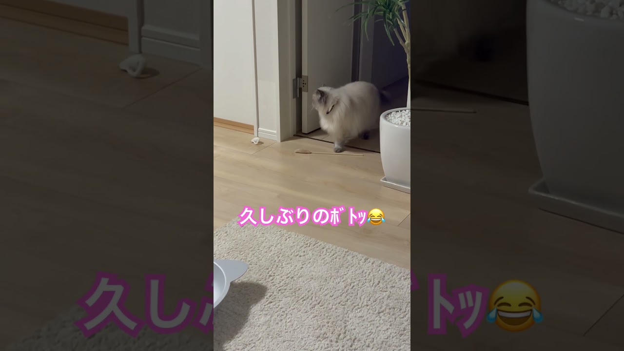 ママ～持ってきたよなヒマラヤンのマーベル🐈🐾 #cat #猫のいる暮らし # #music #元気になる動画 #猫のいる暮らし #かしわねこ #猫好きさんと繋がりたい