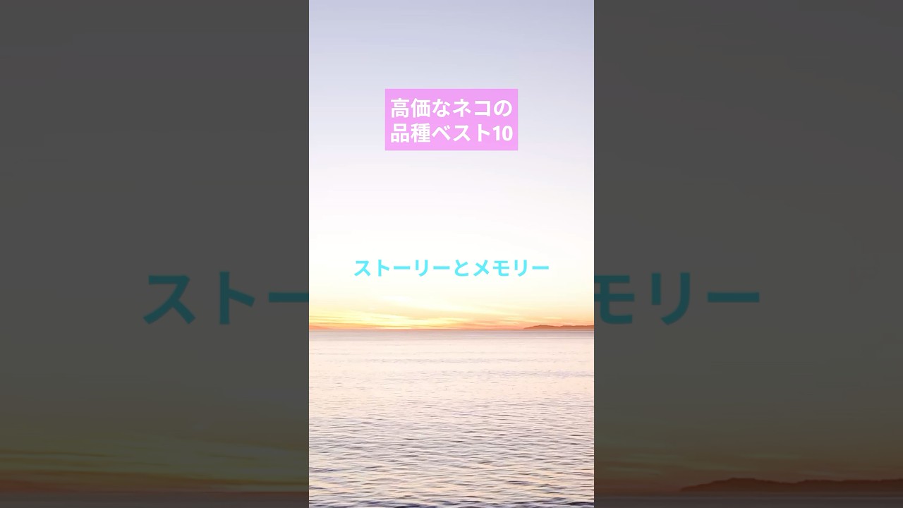世界の高級猫ベスト10を見た【毎日投稿　CH登録者タイムリー配信】