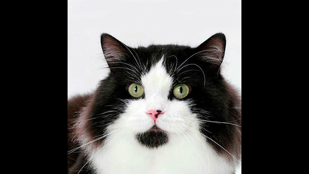 Cymric: El gato sin cola de pelaje largo y corazón enorme 🐱💚