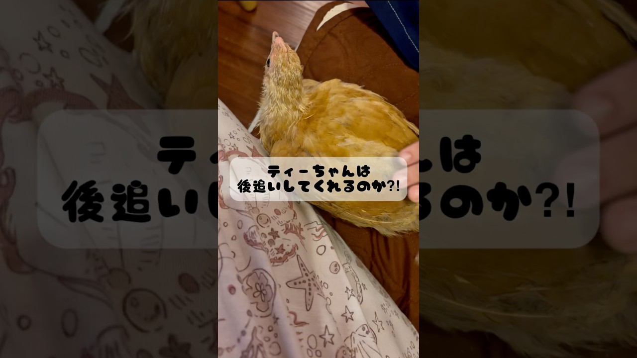 卵から育ててない鶏は後追いしてくれるのか🐣#shorts