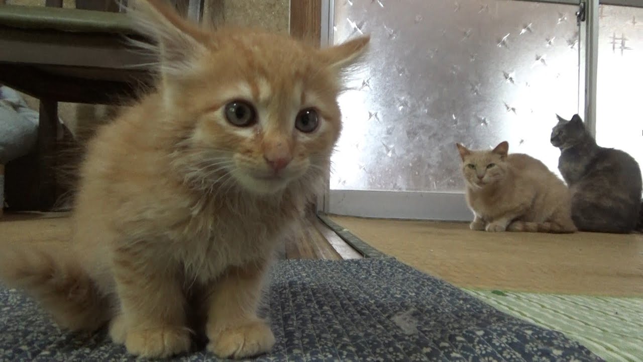 いつの間にか先住猫の大群がいたときの子猫がコチラ