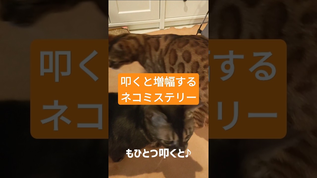 トントンという音と共に増え続けるネコの恐怖 #ベンガルネコ #cat #ねこのいる生活 #ネコ好きさんと繋がりたい #bengalcat