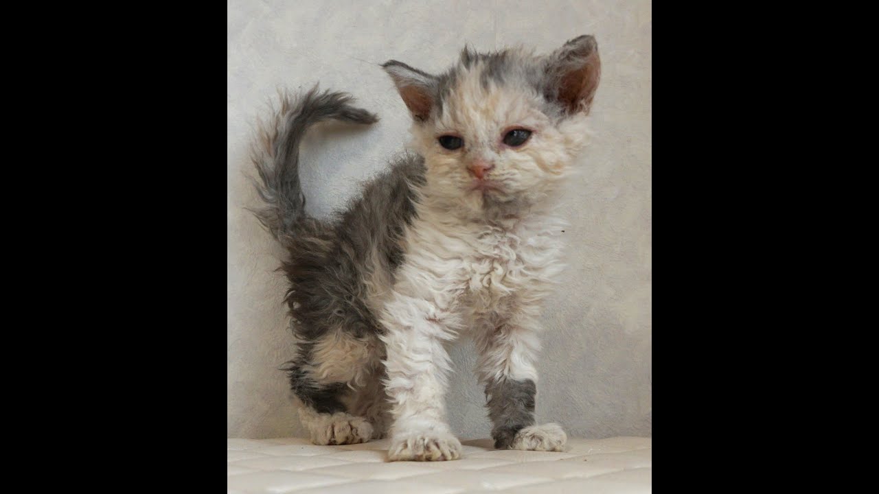 セルカークレックス子猫　Selkirk Rex　2025.4.12産まれ　ダイリュートキャリコ　巻き毛　女の子　シーダキャット猫のお店