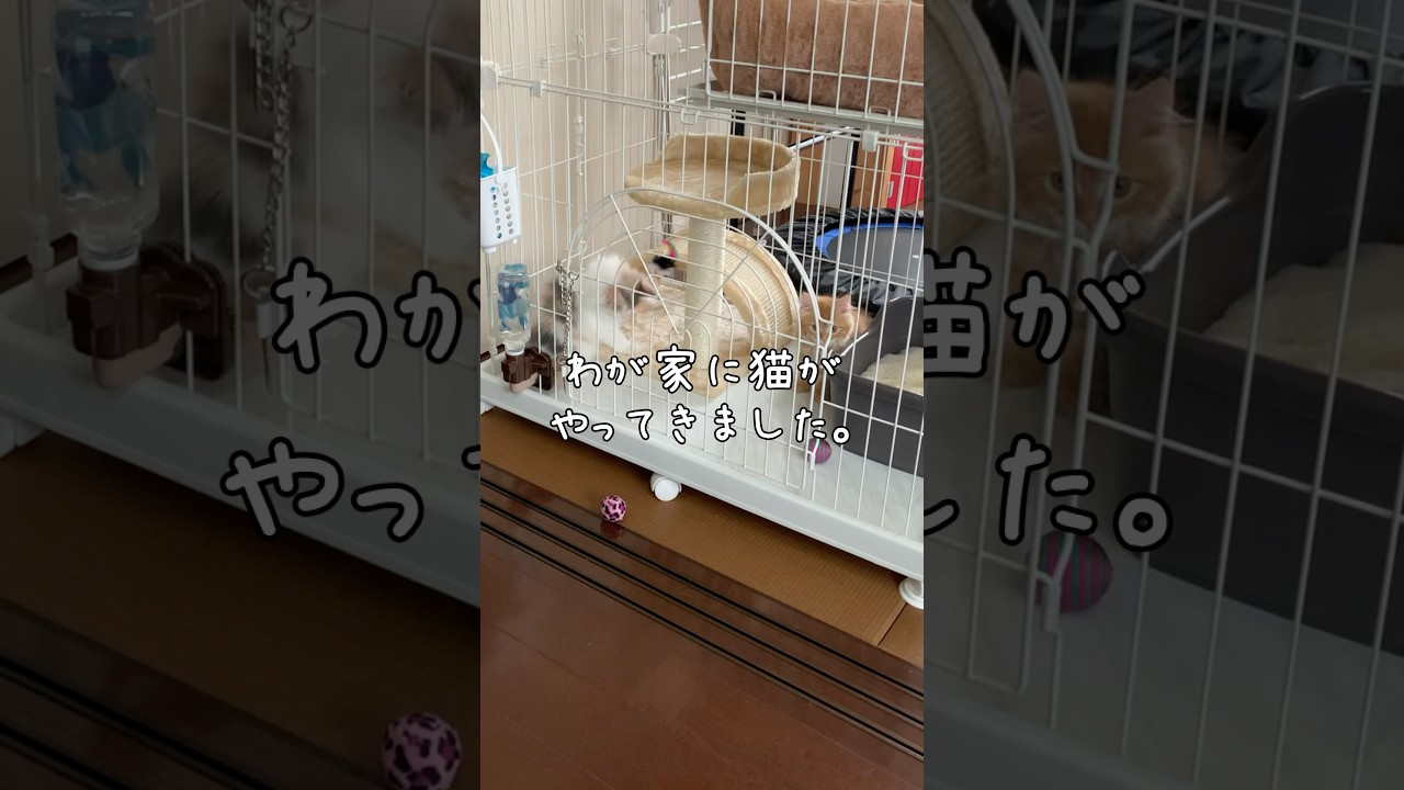 ノルウェージャンフォレストキャットとサイベリアンの子猫をお迎えしました【初めての猫】