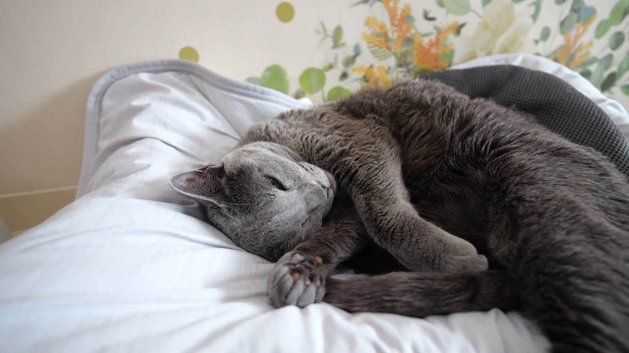 眠るロシアンブルーのココアとキンカローのおもちとノルウェイジャンのミエル