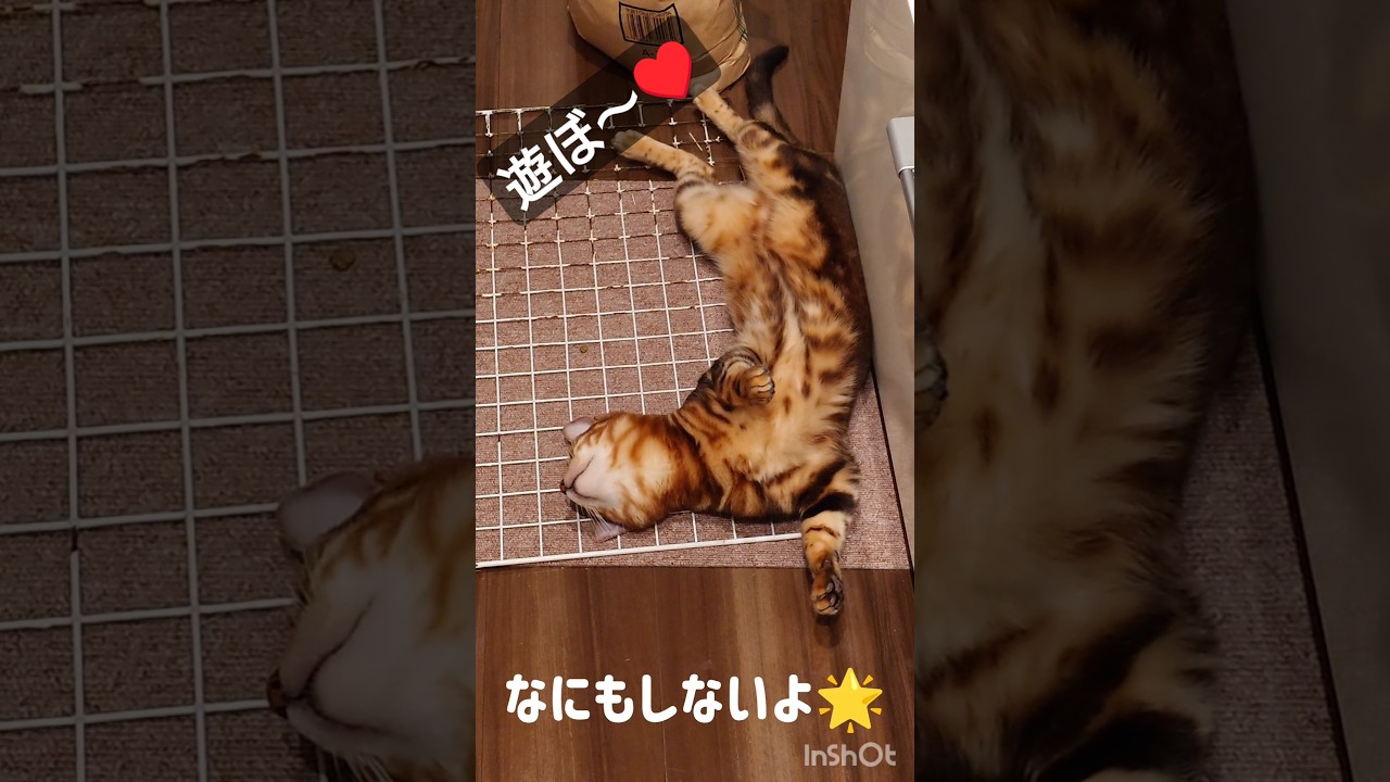 【うさぎのふわ！遊ぼう♥】 #ベンガル 猫とうさぎのふわがラブラブ。遊んで欲しい猫とうさぎの駆け引き #cat #ねこ #猫のいる暮らし #ねこのいる生活