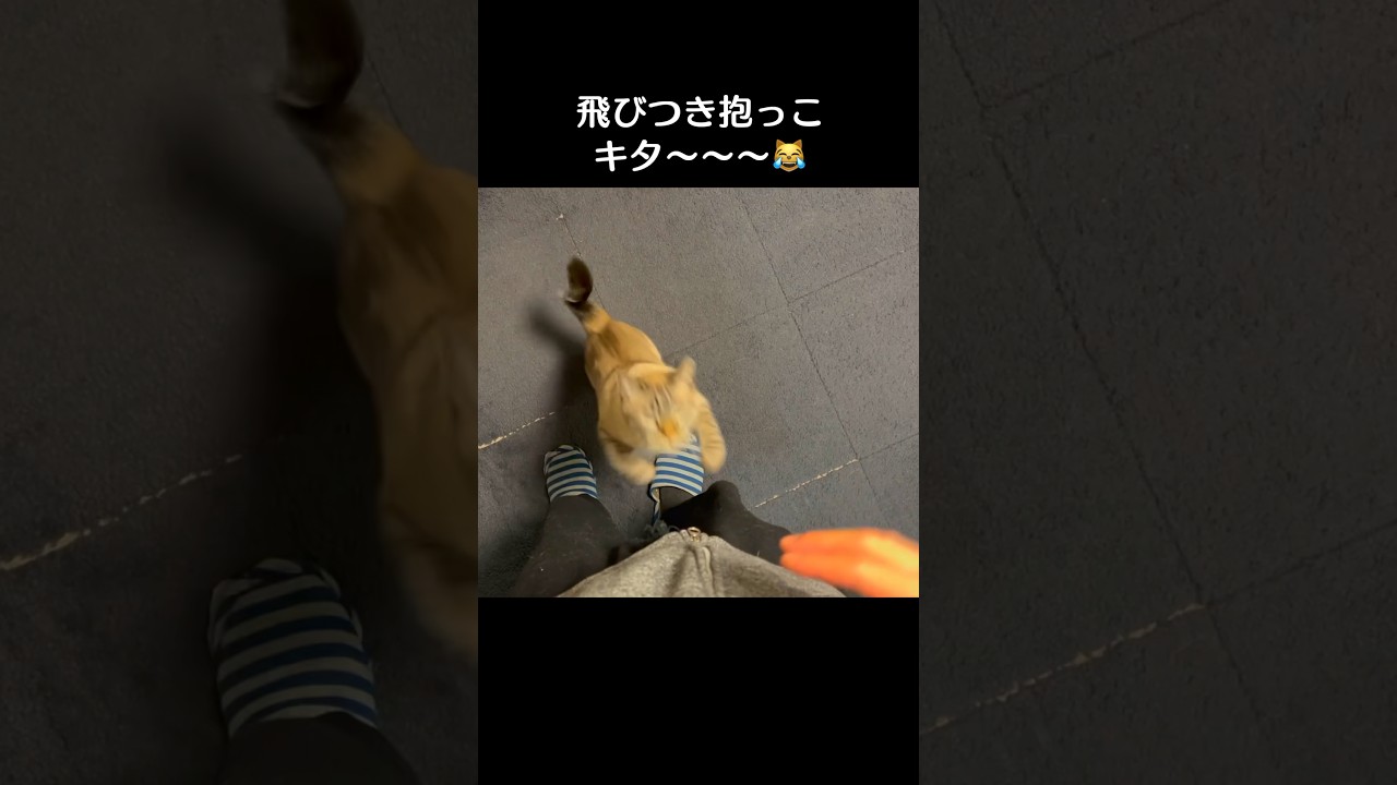 堪んねぇよな？猫が飛びついて甘えてくんだぜ？