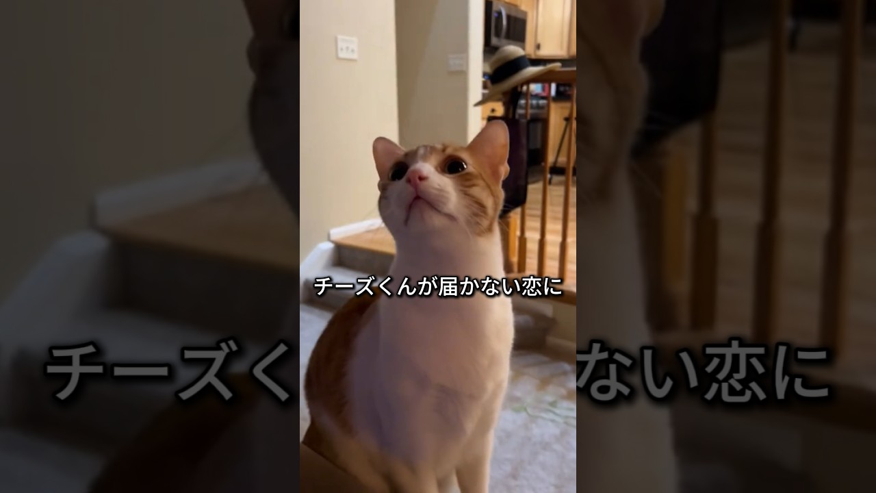 ずっと空を見つめる猫、その理由は？