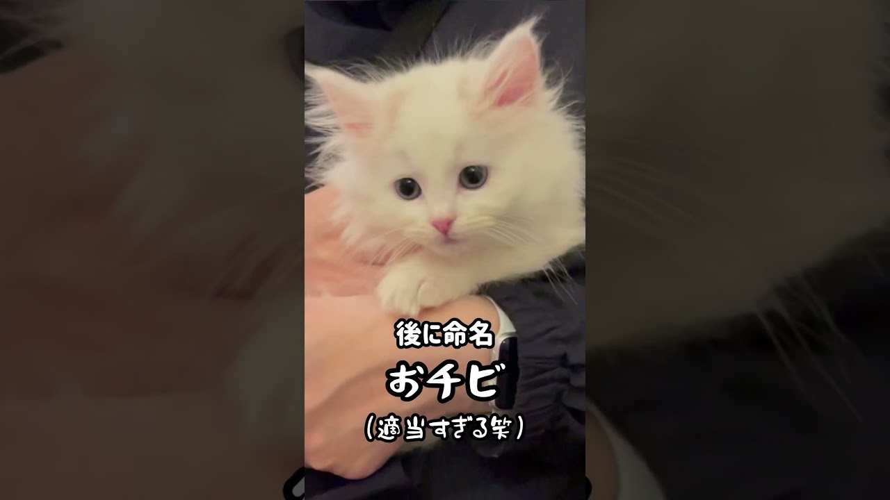 世界一かわいい子猫だったおチビ #猫 #子猫 #ラガマフィン