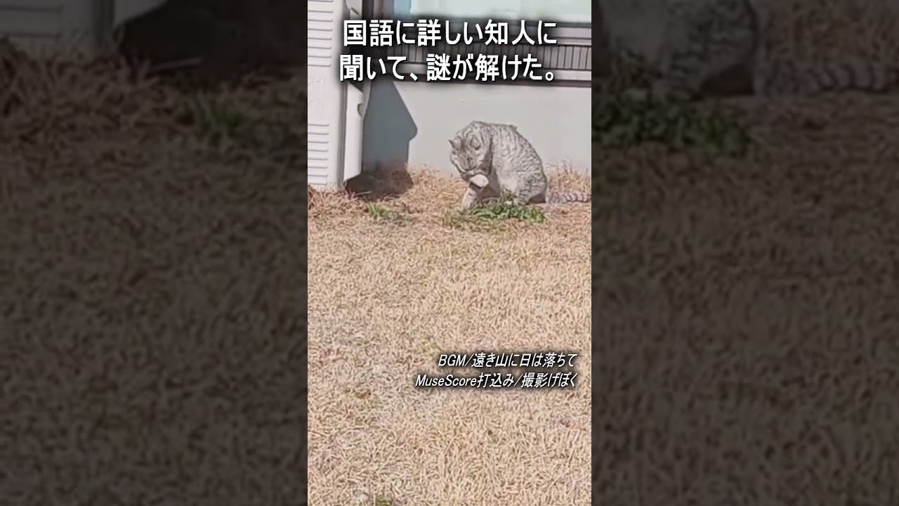 『遠き山に日は落ちて』の「まどいせん」ってなんですか？　#Shorts #猫　#cat　#雑学