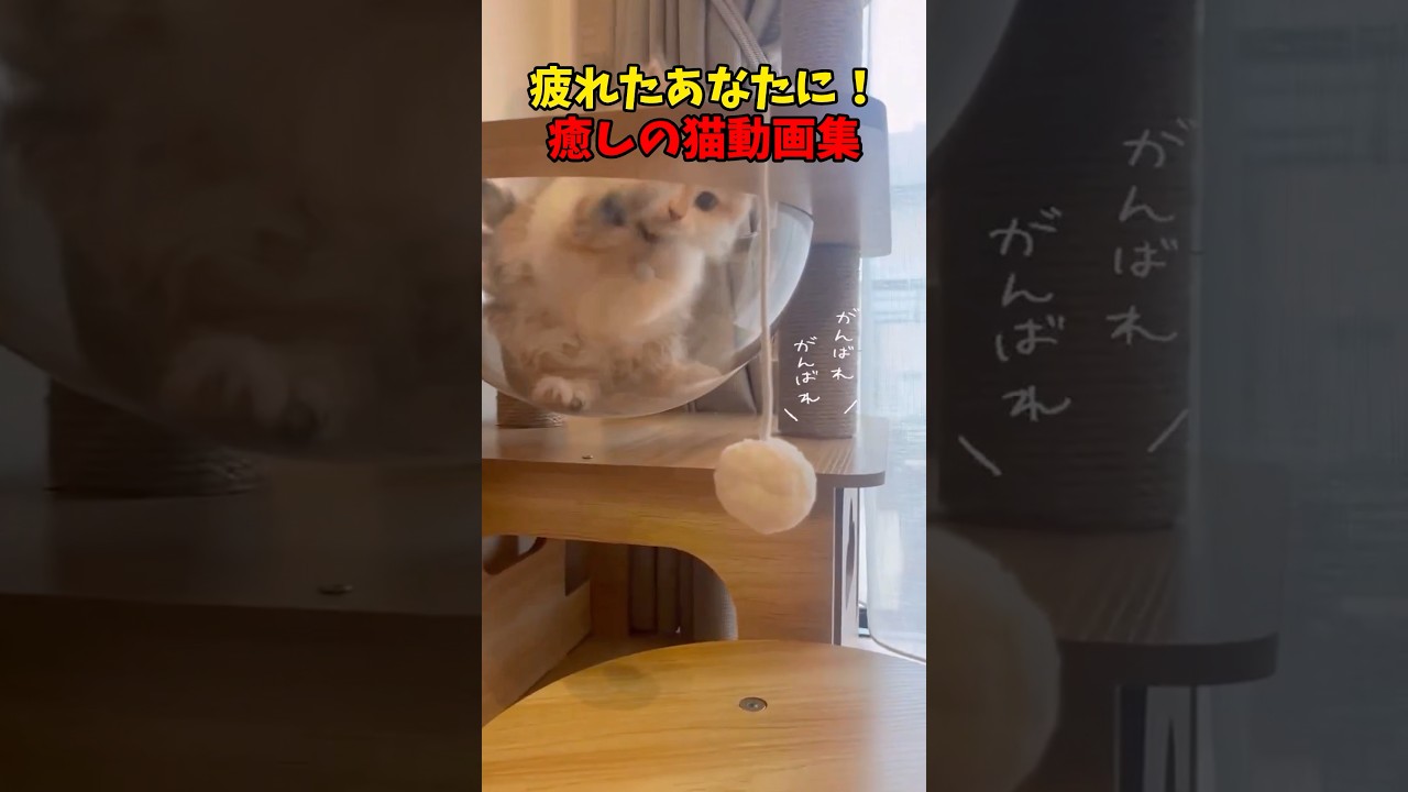 癒しをお届け！ #猫 #cat #cats #cute