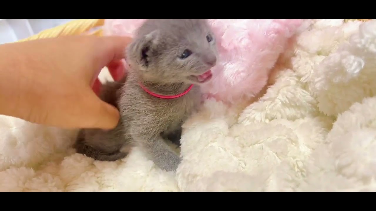 ロシアンブルー とっても穏やかな美人ちゃんです😊🎀