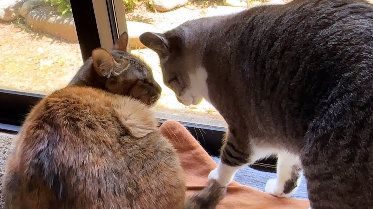 ゼロ距離は困っちゃうけど姫猫お姉ちゃんが大好きな妹猫