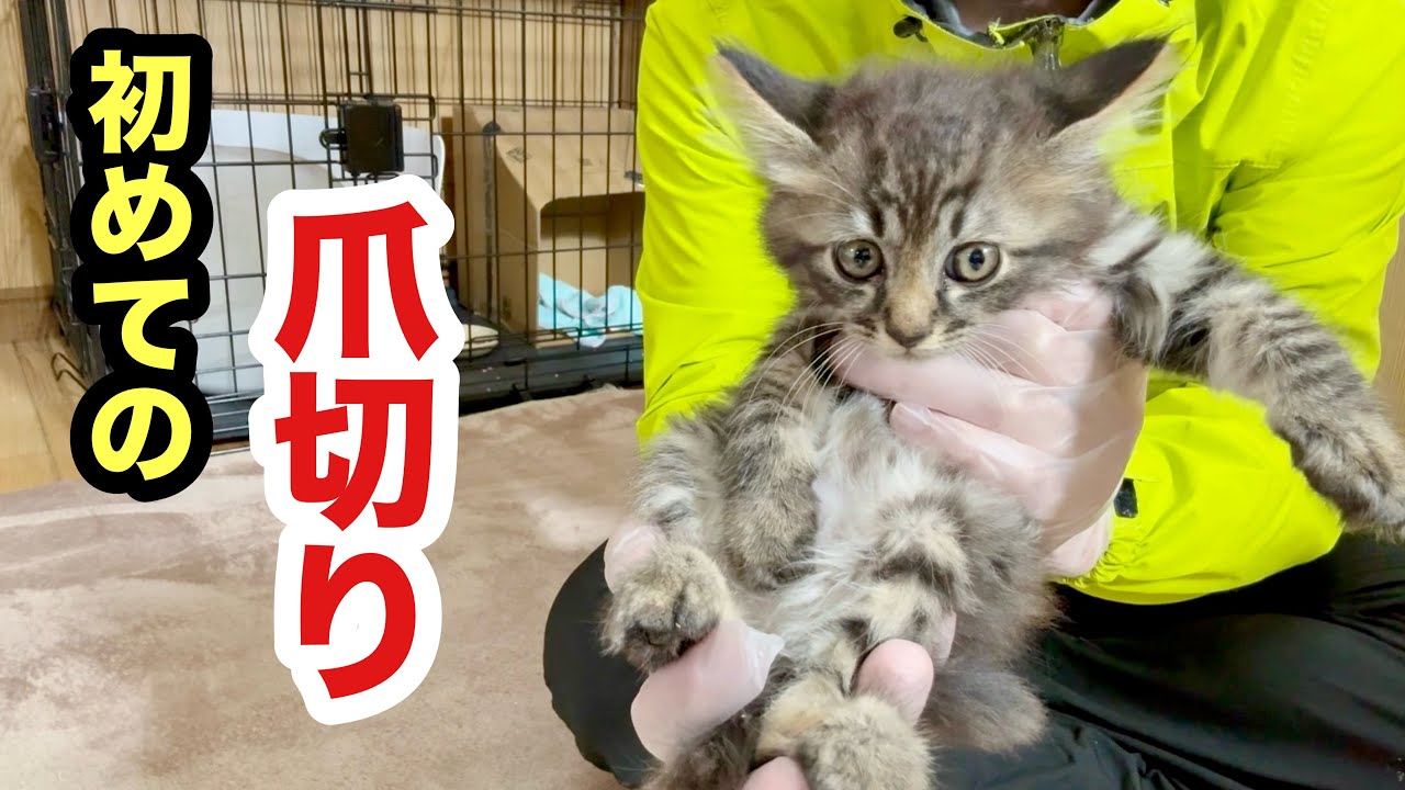 初めての爪切りで固まる保護子猫