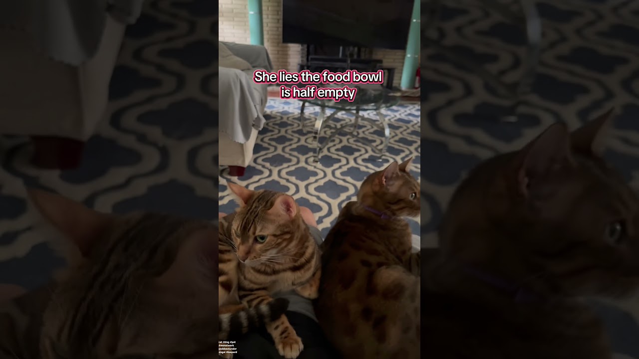 When you need a lap warmer and you got two of them. Do your cats like to lay on your lap?