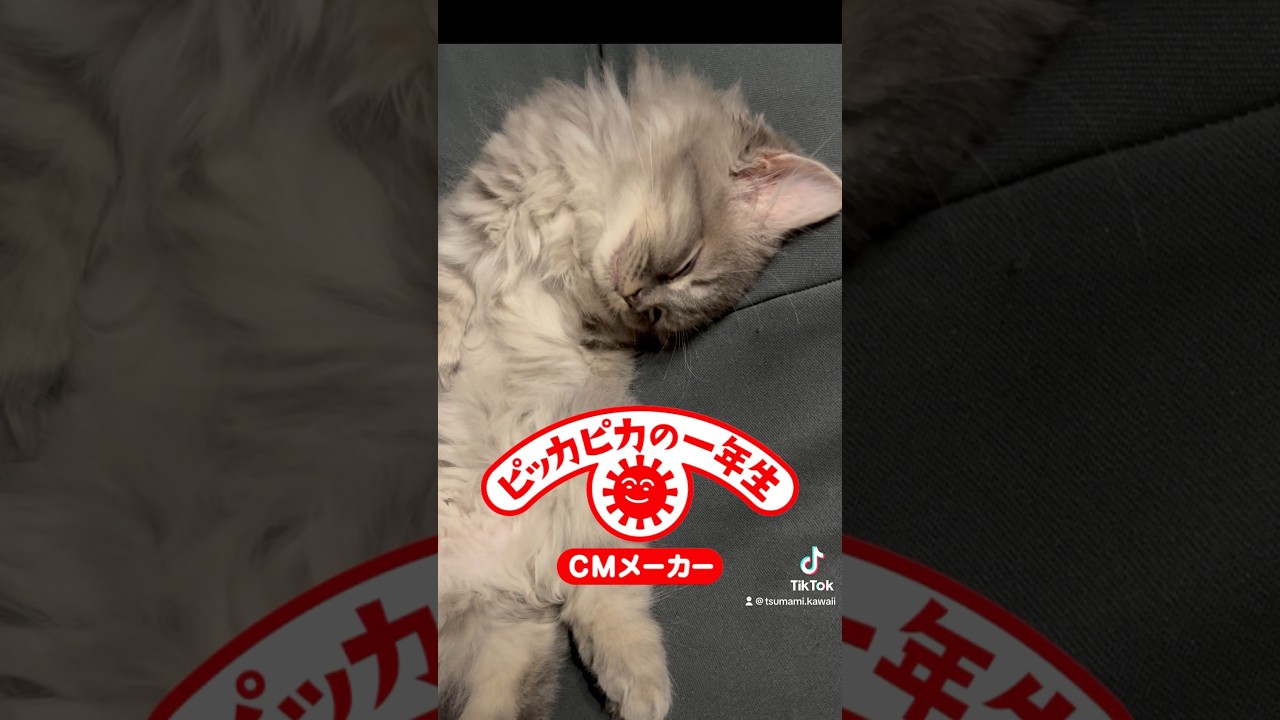 子ネコの野望・・・ #ラガマフィン #つまみちゃん #猫 #子猫 #かわいい #おすすめ #shorts