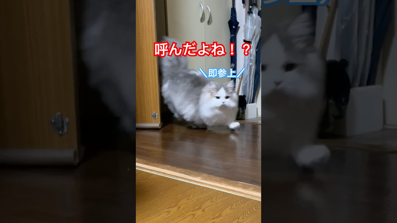 主が呼ぶと爆速で登場する猫