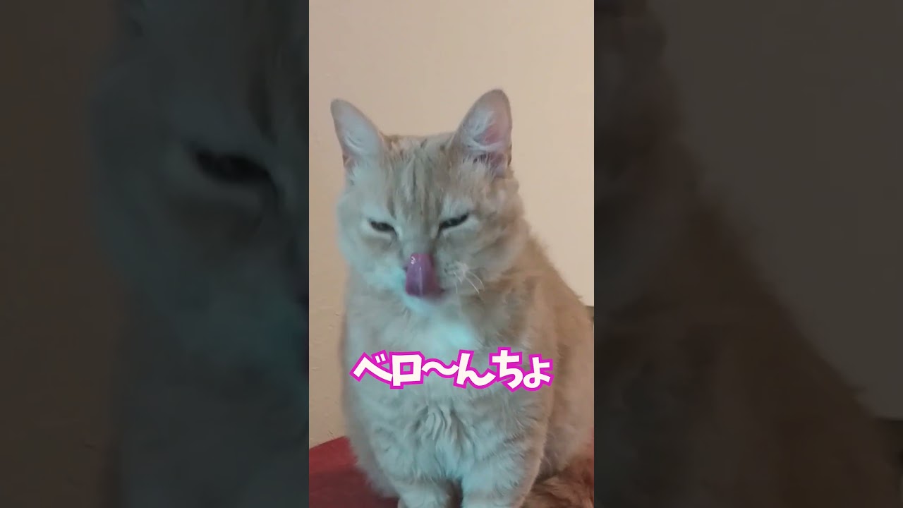 【ぽっちゃん家】仕上げはペロ～ん★　vol.62 #猫 #cat #animals #shorts