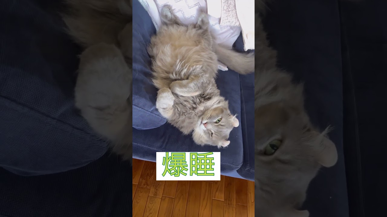 リラックス #猫動画  #catshorts  #猫のいる暮らし #アメリカンカール
