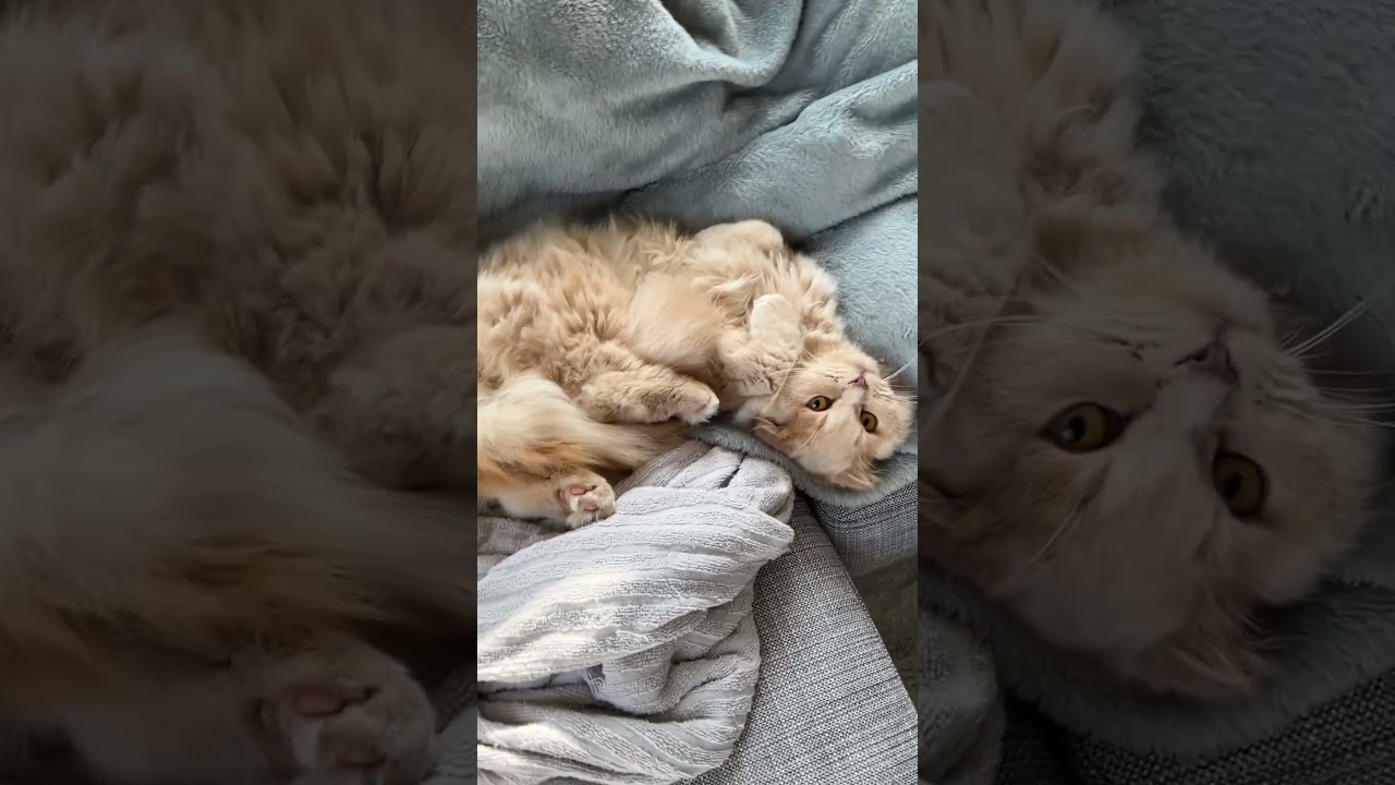 すごい寝方のねこ　スコティッシュフォールドロングヘアー