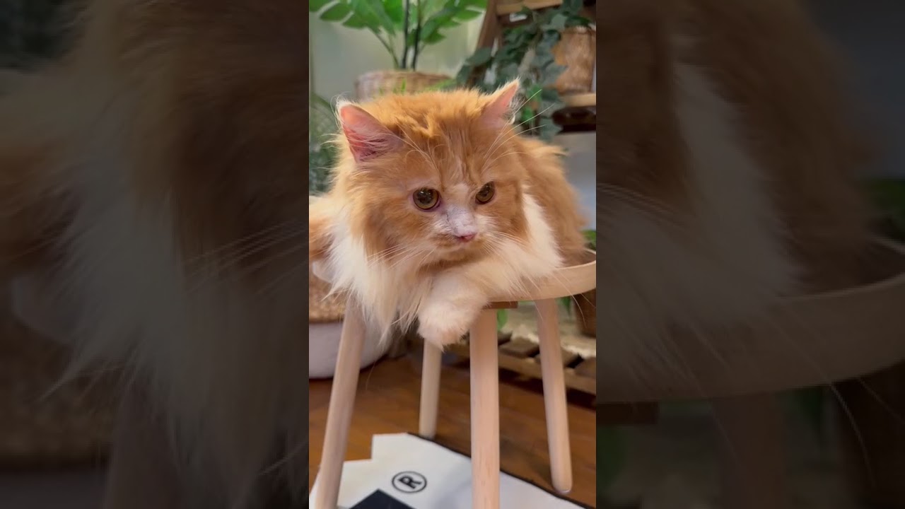 セルカークレックス 優しい瞳をしたレッドー&ホワイトの男の子✨