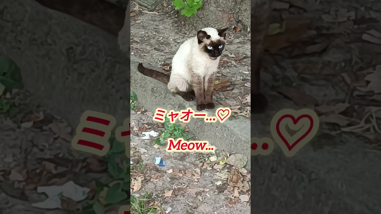 猛暑なのに木陰から出てきてくれたシャム猫Siamese Cat Came Out of the Shade Despite the Heat