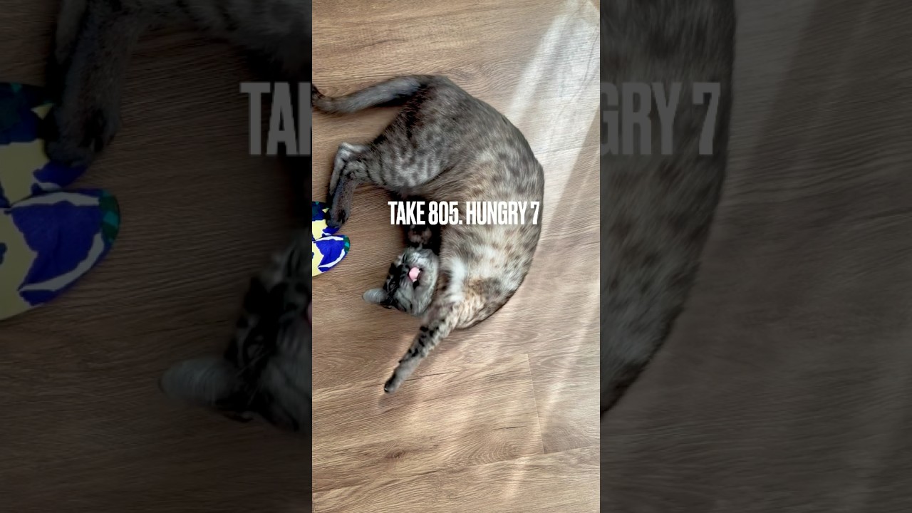 #おなかすいた にゃ‼️#そわそわ猫 #空腹です #はよくれ #egyptianmaucat #エジプシャンマウ #エジプシャンマウスモーク #エジプシャンマウの仲間たち #shorts