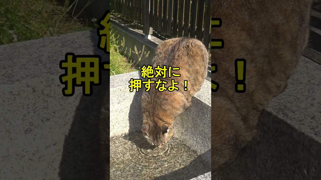 押すなよ！押すなよ！絶対に押すなよ！まだ誰も押したことはありません！ナミちゃんの最新映像😍😻　Don't push it!😍😻　#shorts #cat #保護猫 #野良猫 #ネコ