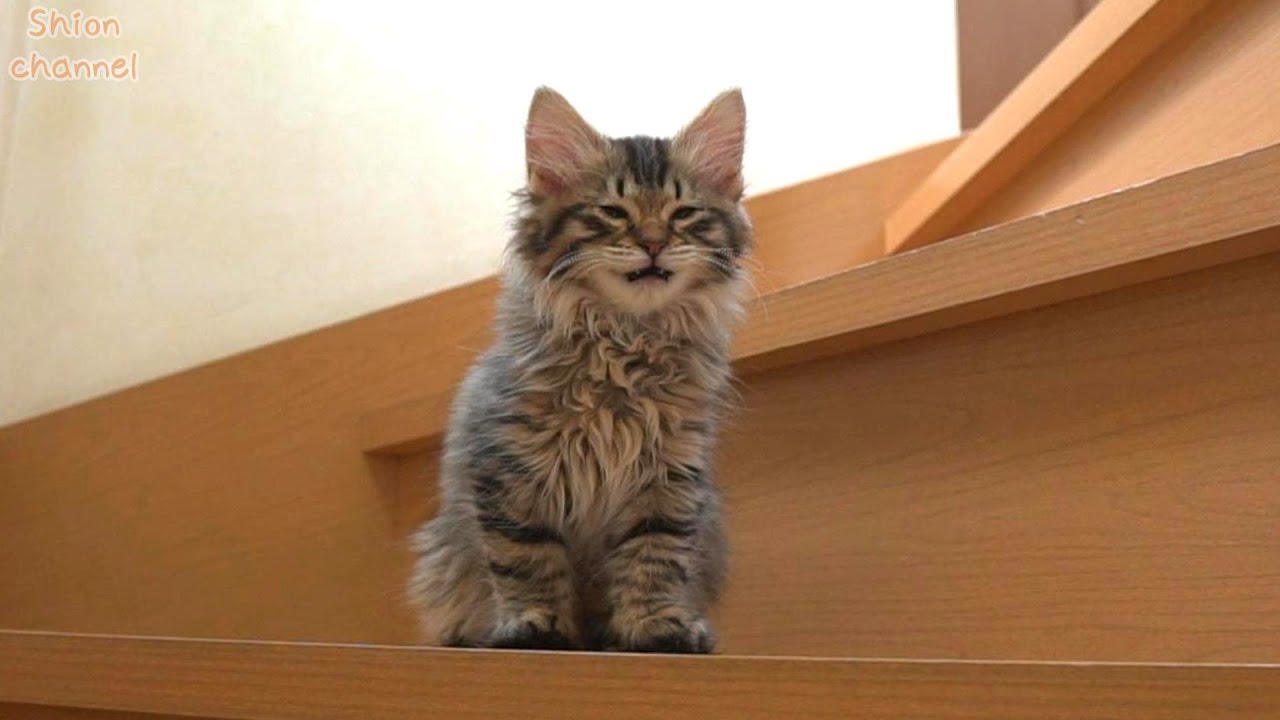 階段を一段下りるごとに「ぷきゅぷきゅ」と鳴く子猫🐾