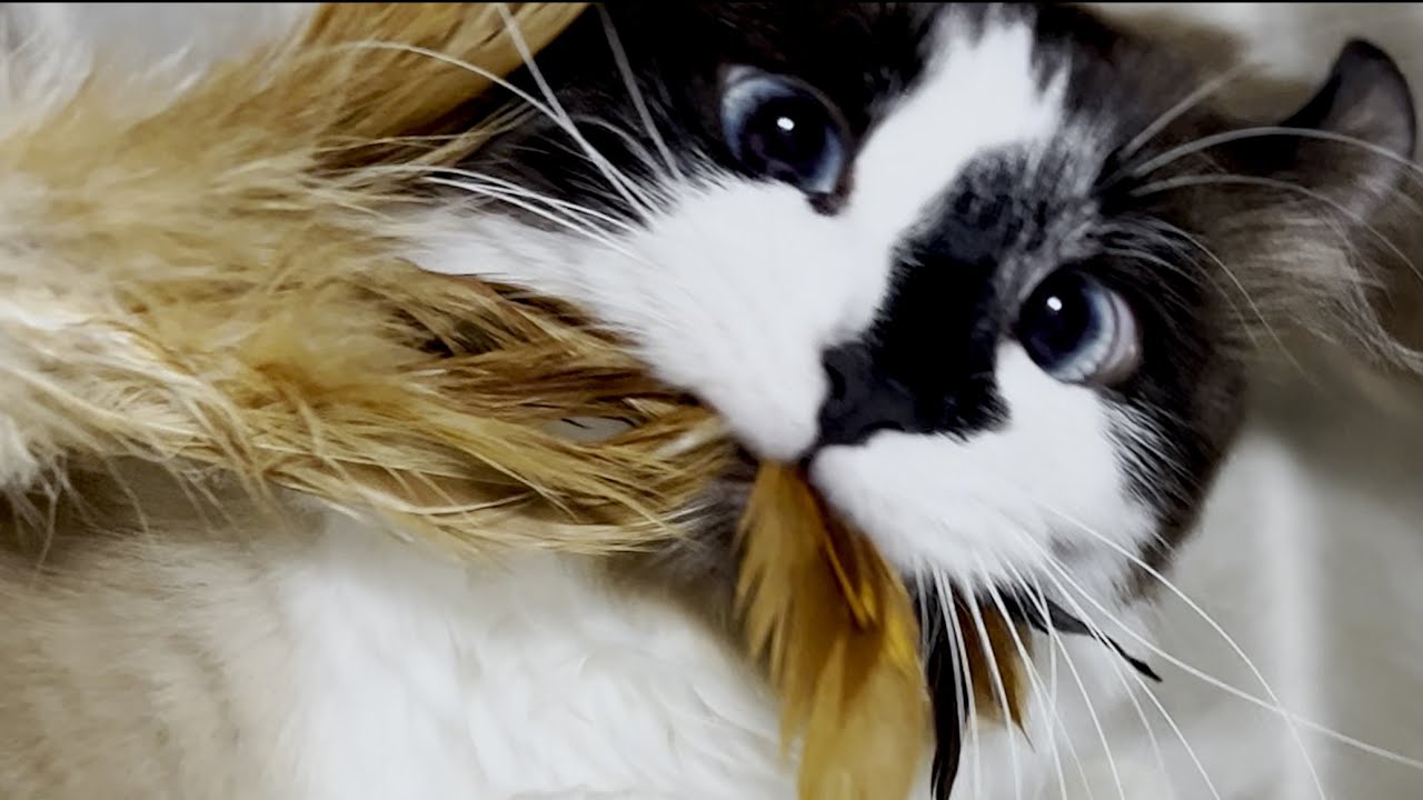 【超頑丈】何年も遊べる猫おもちゃ GiGwi 猫じゃらし キティーティーザー テール&フェザー