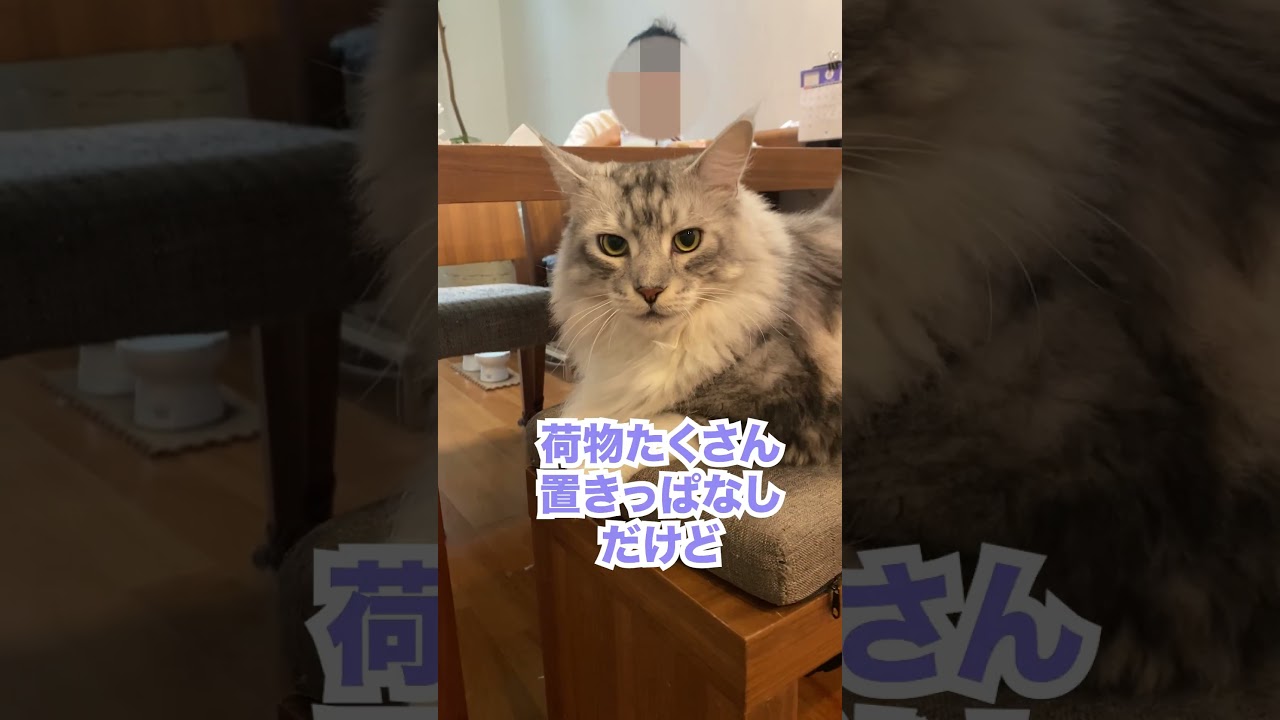 朝、荷物番をする大型猫。忘れ物ない？#メインクーン#shorts