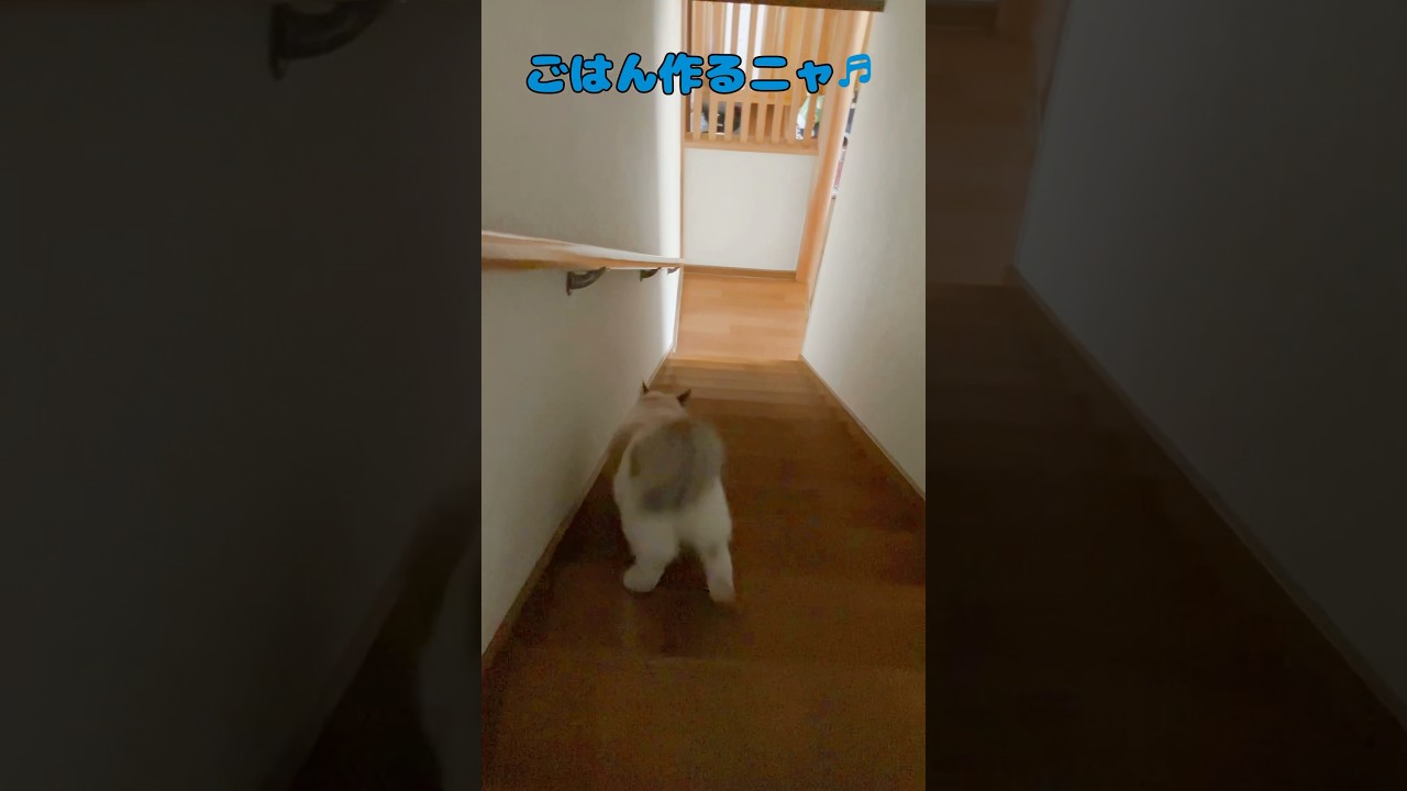 朝のルーティン2 #猫  #ラグドール