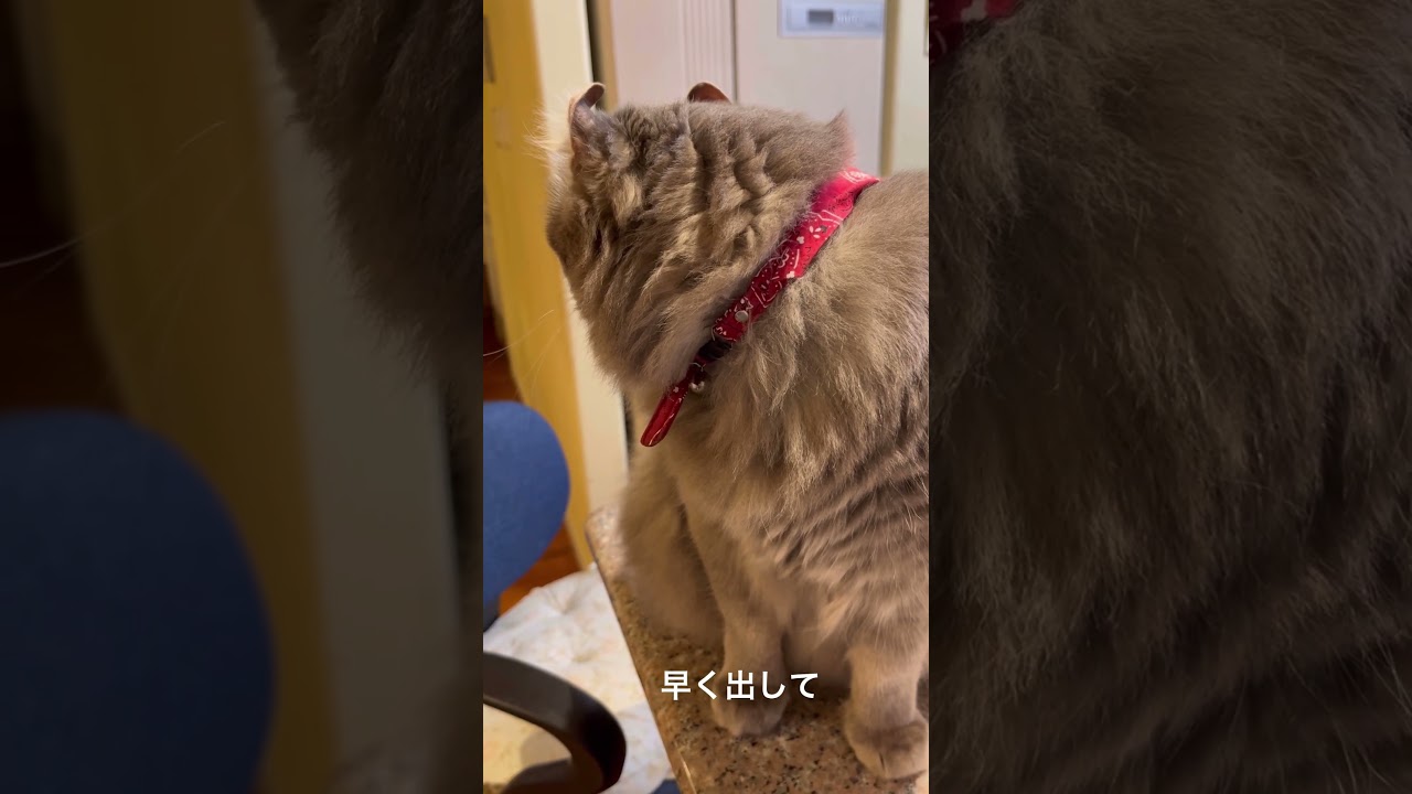 猫動画 #shorts オヤツは冷蔵庫だよ #アメリカンカール