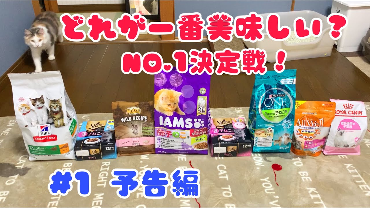 一番美味しいキャットフード決定戦 #1 予告編【ノルウェージャンフォレストキャットと三毛猫】