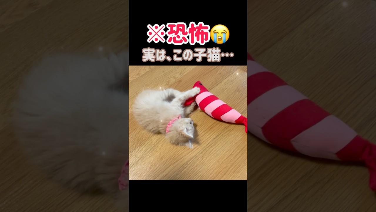 【恐怖😭】実は、この子猫…