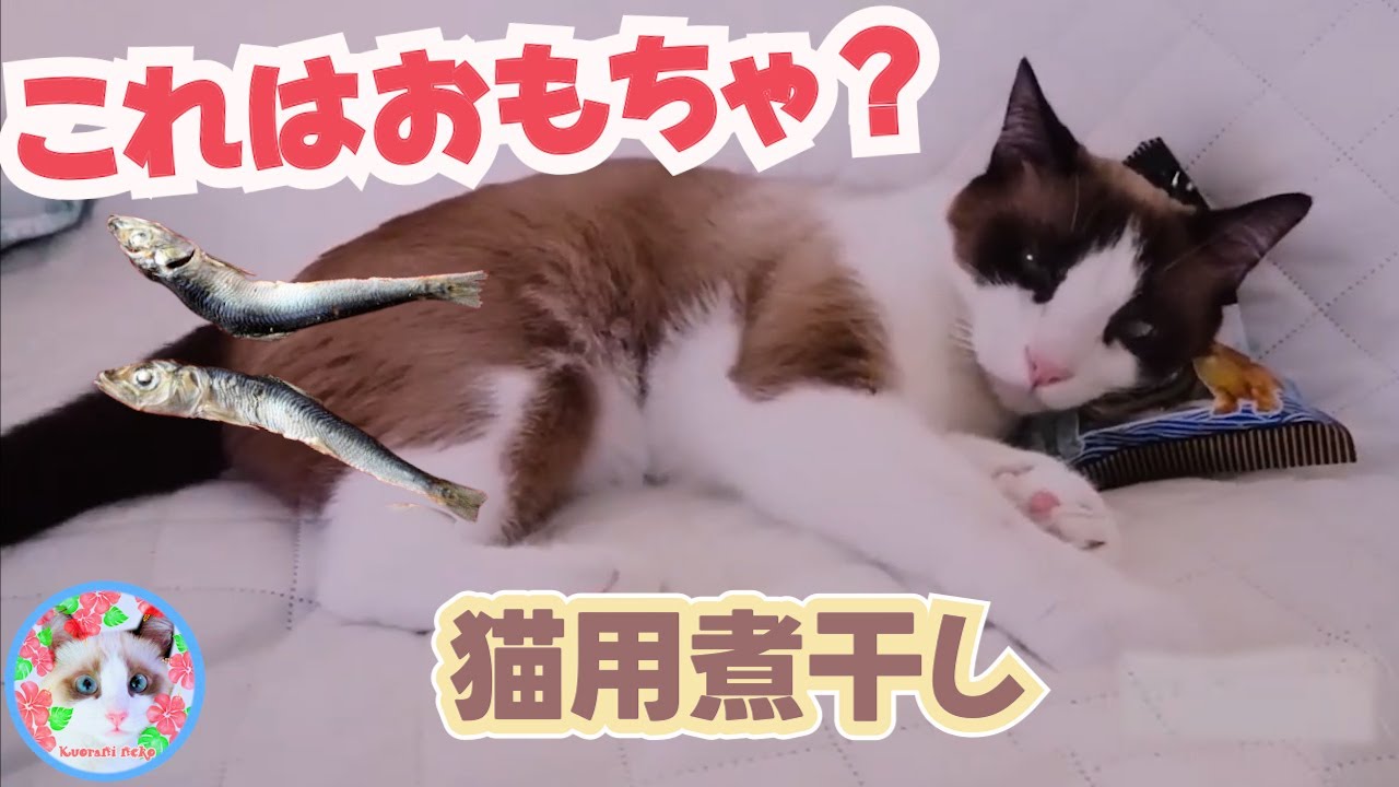 初めて煮干しを見て○○にしてしまった猫 The cat who saw the first dried sardines and used it as a ○○