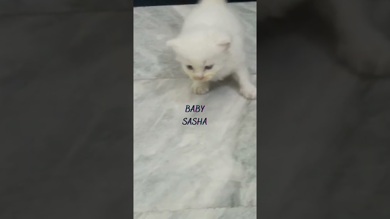Cute Kittens 😻 | Sasha & Siblings 🐾😹 #shorts #cat