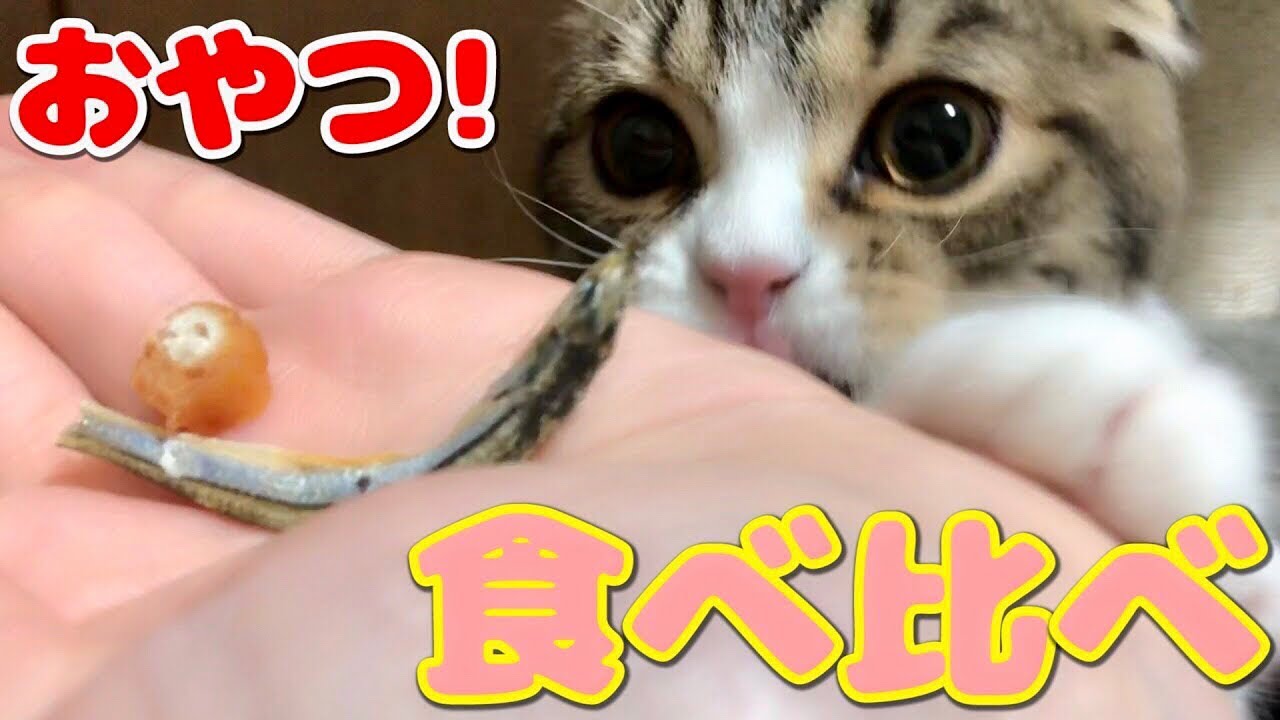 おやつを食べ比べる子猫【スコティッシュフォールド】【Scottish Fold】