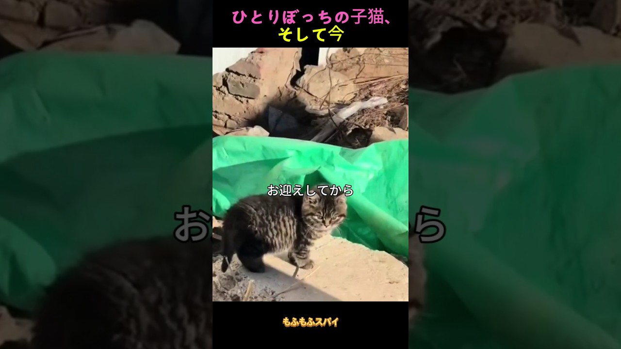 ひとりぼっちの子猫、そして今