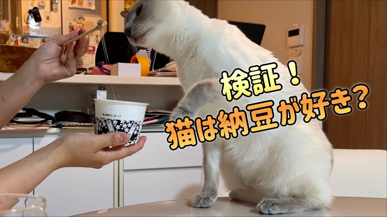 【トンキニーズ･納豆･検証！】猫は納豆が好き？徹底調査！